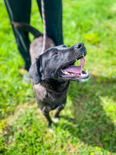 CLEO, Hund, Mischlingshund in Bulgarien - Bild 5