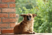 FLURINA, Hund, Mischlingshund in Rumänien - Bild 2