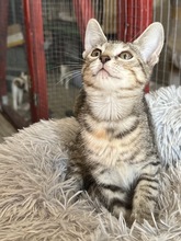 SKY, Katze, Hauskatze in Ungarn - Bild 2