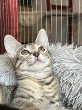 SKY, Katze, Hauskatze in Ungarn - Bild 3