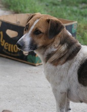 LUCIO, Hund, Mischlingshund in Rumänien - Bild 10