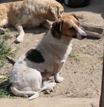 LUCIO, Hund, Mischlingshund in Rumänien - Bild 6