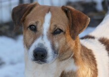 LUCIO, Hund, Mischlingshund in Dornhan