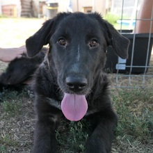 CLEO, Hund, Mischlingshund in Rumänien - Bild 1