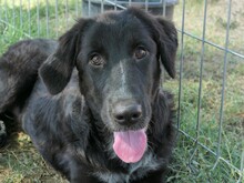 CLEO, Hund, Mischlingshund in Rumänien - Bild 11