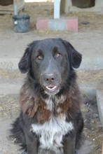 CLEO, Hund, Mischlingshund in Rumänien - Bild 12