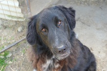 CLEO, Hund, Mischlingshund in Rumänien - Bild 13