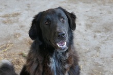 CLEO, Hund, Mischlingshund in Rumänien - Bild 15
