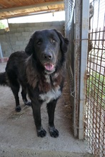 CLEO, Hund, Mischlingshund in Rumänien - Bild 16