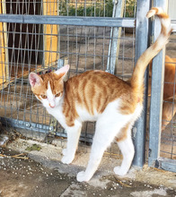 PHOEBE, Katze, Europäisch Kurzhaar in Meiningen - Bild 12