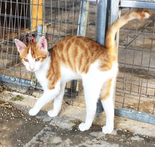 PHOEBE, Katze, Europäisch Kurzhaar in Meiningen - Bild 13