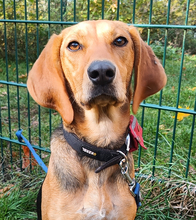 AMELIE, Hund, Deutsche Bracke-Teckel-Mix in Schorfheide