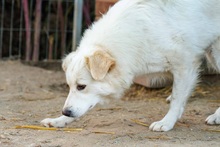 WANI, Hund, Mischlingshund in Rumänien - Bild 10