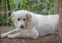 WANI, Hund, Mischlingshund in Rumänien - Bild 5