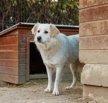 WANI, Hund, Mischlingshund in Rumänien - Bild 6