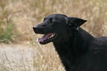 UWINE, Hund, Mischlingshund in Rumänien - Bild 2