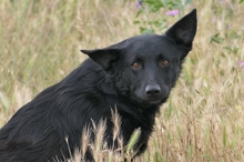 UWINE, Hund, Mischlingshund in Rumänien - Bild 3