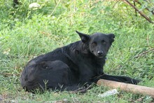 UWINE, Hund, Mischlingshund in Rumänien - Bild 5