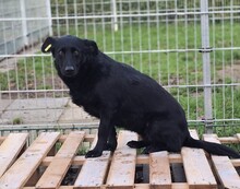UWINE, Hund, Mischlingshund in Bovenden
