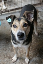 SUSEGRETE, Hund, Mischlingshund in Rumänien - Bild 7