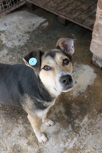 SUSEGRETE, Hund, Mischlingshund in Rumänien - Bild 8