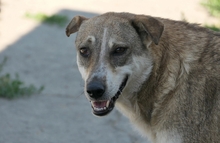 NIKA, Hund, Mischlingshund in Rumänien - Bild 2