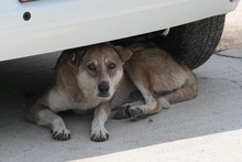 NIKA, Hund, Mischlingshund in Rumänien - Bild 6