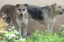 NIKA, Hund, Mischlingshund in Rumänien - Bild 7