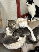 LEOPOLD, Katze, Hauskatze in Ungarn - Bild 4