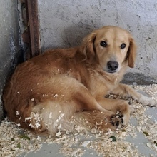 TEKLA, Hund, Golden Retriever in Ungarn