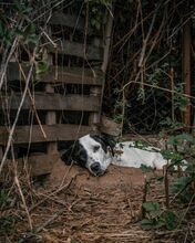 CREMA, Hund, Mischlingshund in Griechenland - Bild 10