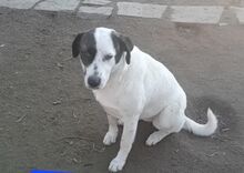 CREMA, Hund, Mischlingshund in Griechenland - Bild 7