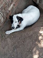 CREMA, Hund, Mischlingshund in Griechenland - Bild 9