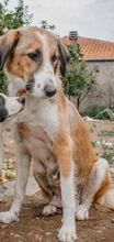 NUTELLA, Hund, Mischlingshund in Griechenland - Bild 10