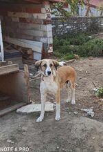 NUTELLA, Hund, Mischlingshund in Griechenland - Bild 11