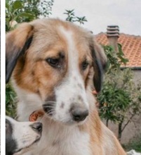 NUTELLA, Hund, Mischlingshund in Griechenland - Bild 8