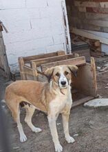 NUTELLA, Hund, Mischlingshund in Griechenland - Bild 9