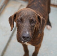 ANGELINA, Hund, Mischlingshund in Oyten - Bild 10