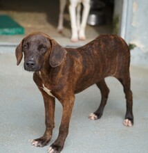 ANGELINA, Hund, Mischlingshund in Oyten - Bild 11