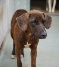 ANGELINA, Hund, Mischlingshund in Oyten - Bild 13