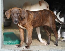 ANGELINA, Hund, Mischlingshund in Oyten - Bild 20