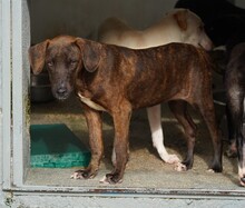 ANGELINA, Hund, Mischlingshund in Oyten - Bild 23