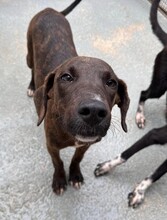 ANGELINA, Hund, Mischlingshund in Oyten - Bild 25