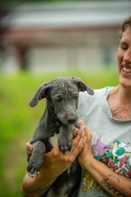 NORI, Hund, Mischlingshund in Melsungen - Bild 10