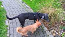 NORI, Hund, Mischlingshund in Melsungen - Bild 8