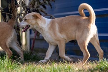 MANGO, Hund, Mischlingshund in Bergisch Gladbach - Bild 4