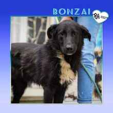 BONZAI, Hund, Mischlingshund in Bulgarien - Bild 1