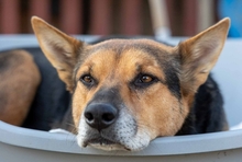 REXI, Hund, Mischlingshund in Rumänien - Bild 4