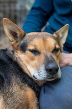 REXI, Hund, Mischlingshund in Rumänien - Bild 5