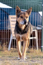 REXI, Hund, Mischlingshund in Rumänien - Bild 6